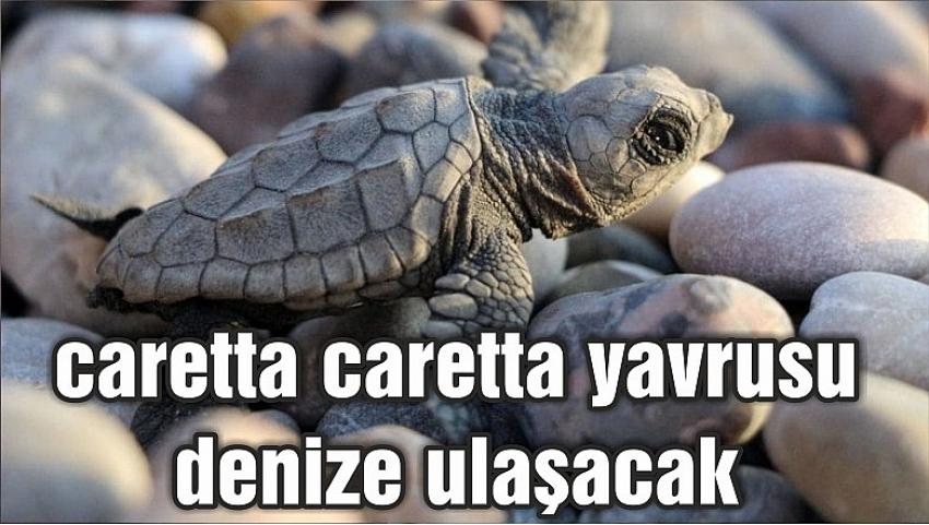 İztuzu Plajı'nda caretta caretta nöbeti