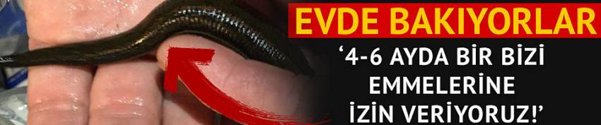 Evcil hayvan olarak besliyorlar, emmelerine izin veriyorlar