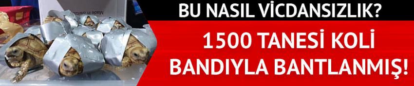 Koli bandına sarılı halde 1500 kaplumbağa bulundu