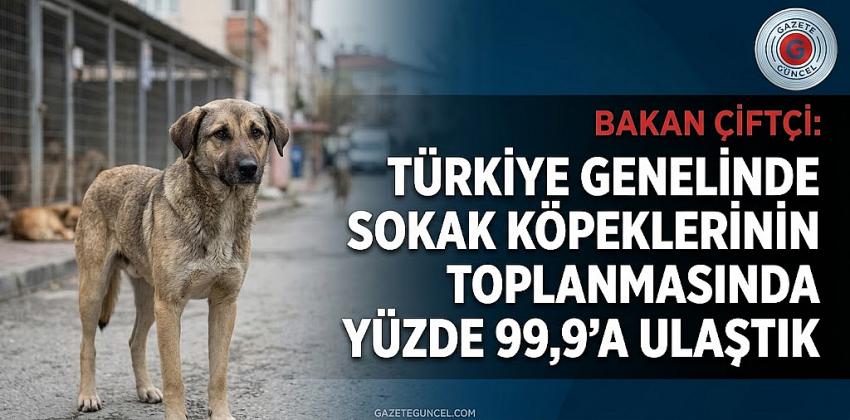Bakan Çiftçi: Türkiye genelinde sokak köpeklerinin toplanmasında yüzde 99,9