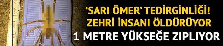'Sarı Ömer' tedirginliği! Zehri insanı öldürüyor 