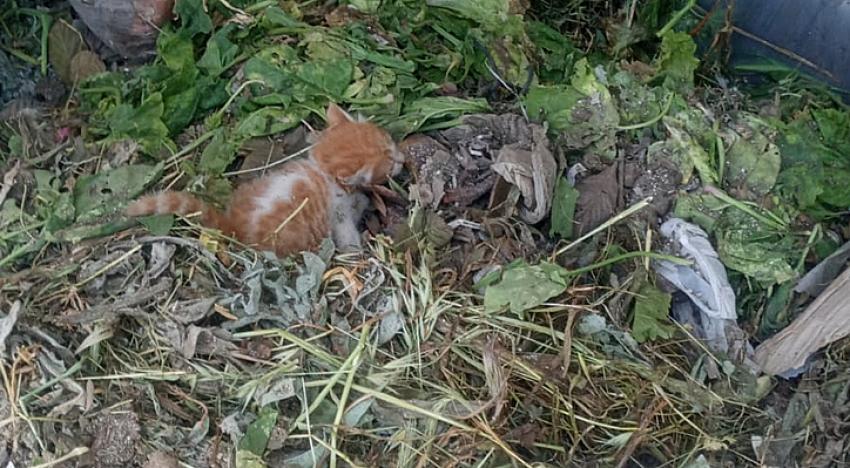 ÇÖP KONTEYNERİNE BIRAKILAN YAVRU KEDİ, TEMİZLİK PERSONELİNİN DİKKATİ SAYESİNDE KURTARILDI