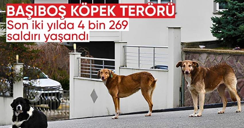 2022’den bu yana 4 bin 269 köpek saldırısı kayıtlara geçti