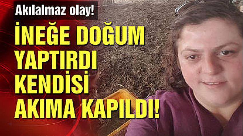 Akılalmaz olay! İneğe doğum yaptırdı kendisi öldü! 