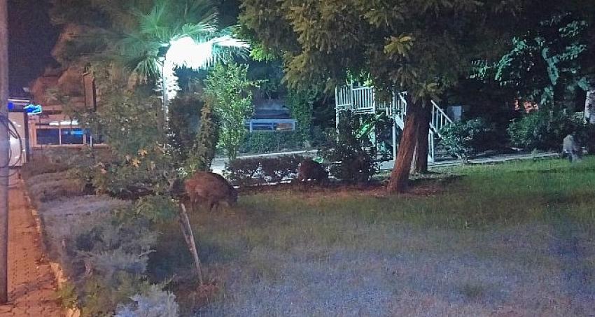 Marmaris'te Domuz sürüsü şehre indi