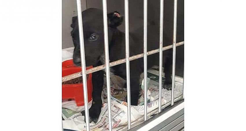 2 aylık yavru köpeğin kulaklarını kesip sokağa attılar