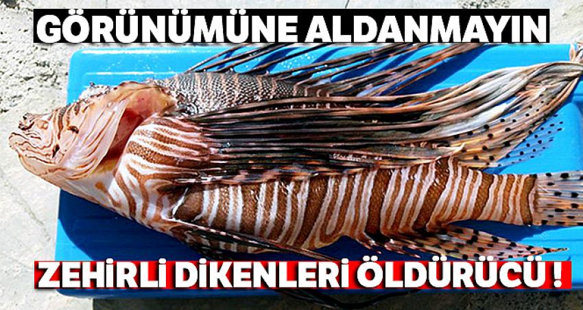 Aslan Balığı'nın görünümüne aldanmayın