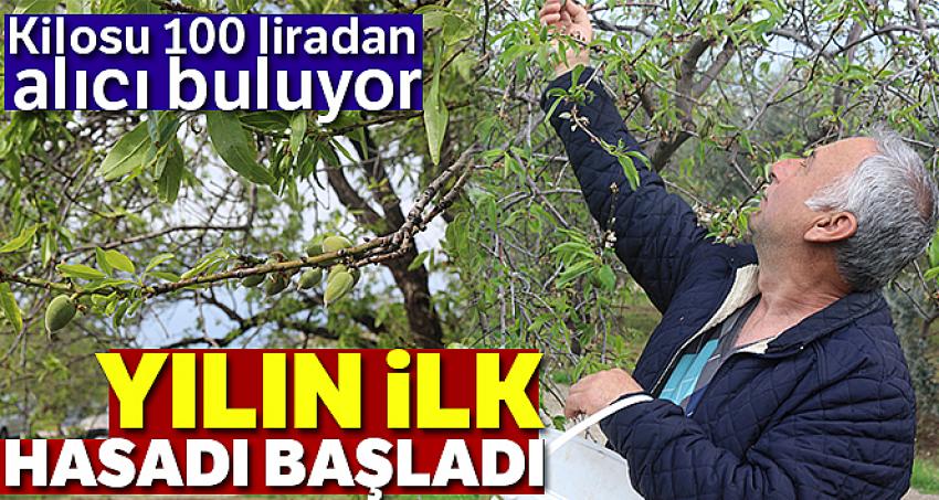 Yılın ilk hasadı çağlalar 100 liradan alıcı buluyor