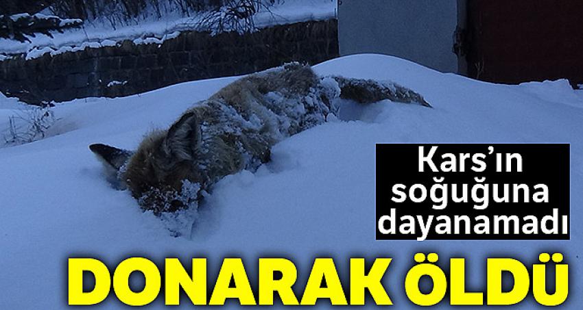 Kars'ın soğuğu tilki dondurdu!