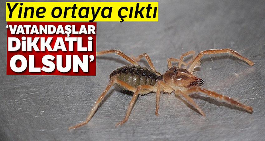 Et yiyen örümcek yine ortaya çıktı