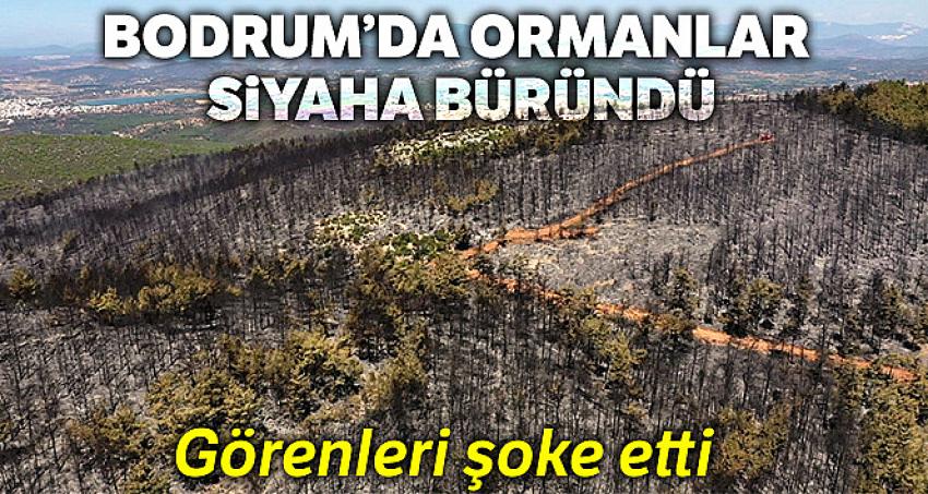 Bodrum'da siyaha bürünen ormanlar havadan görüntülendi
