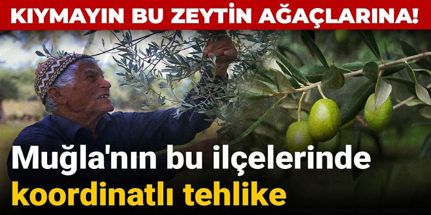 Kıymayın bu zeytin ağaçlarına: Muğla