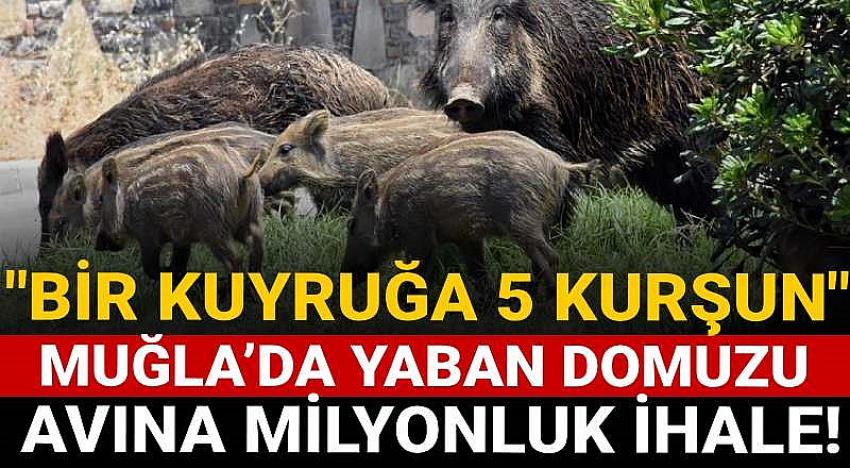 Muğla’da yaban domuzu avına milyonluk ihale! Bir de kampanya yaptılar!