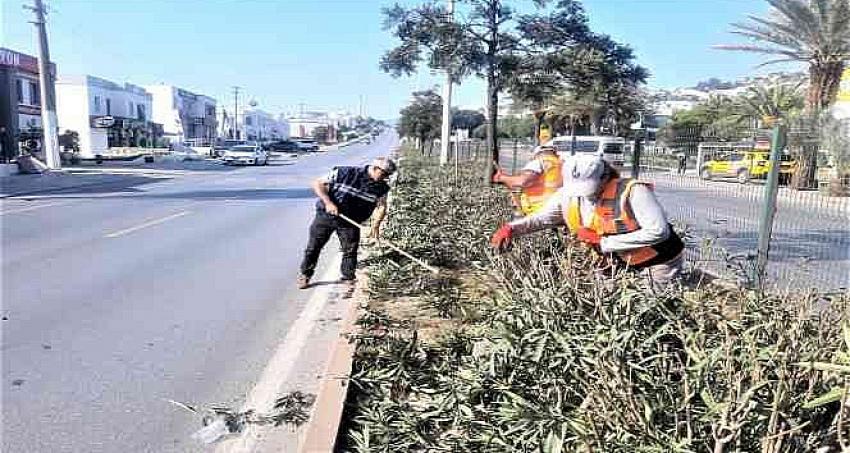 Bodrum Belediyesi ağaç budama çalışmalarını sürdürüyor