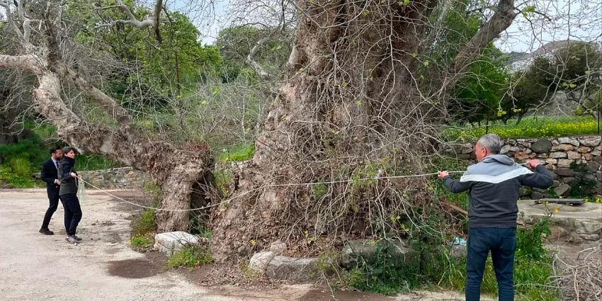 Bodrum’da 2 bin yıllık dev çınar 