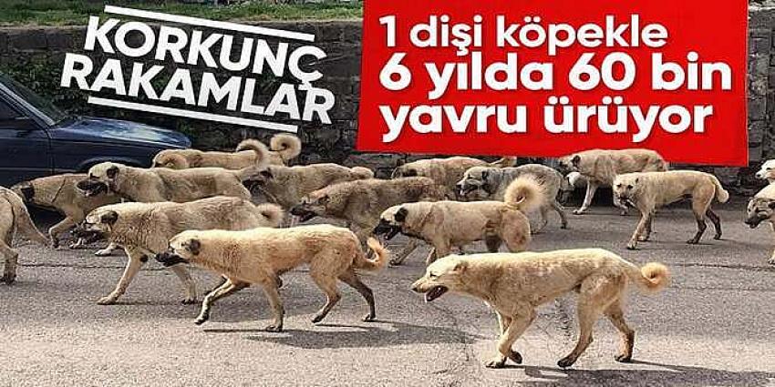 Sokak köpeği popülasyonuyla ilgili korkutan üreme rakamları