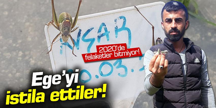 Çekirgeler Ege'yi istila etti