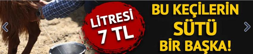 Bu keçilerin sütlerine büyük ilgi! 