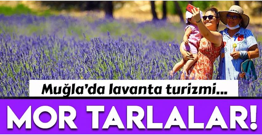 Muğla'da 'mor tarlalar' misafirlerini ağırlıyor