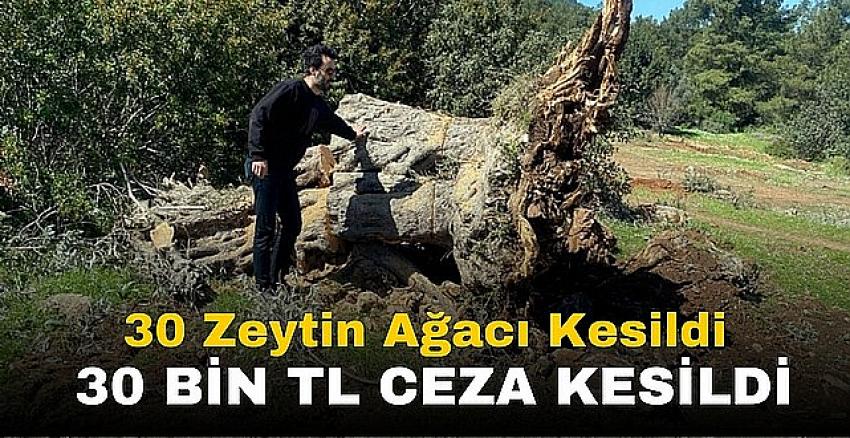 Bodrum’da bin yıllık zeytin katliamı
