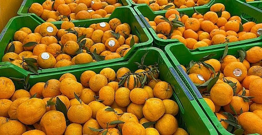 Bodrum Mandalini Zincir Marketlerde 