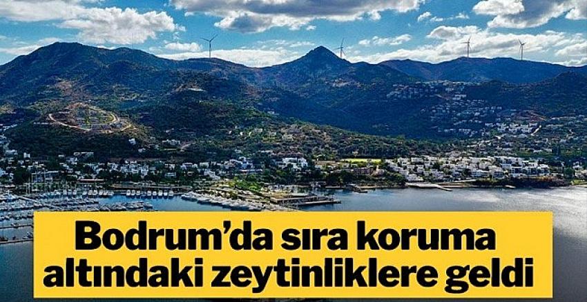 Bodrum’da sit koruması altındaki zeytinlikler turizm imarına açıldı