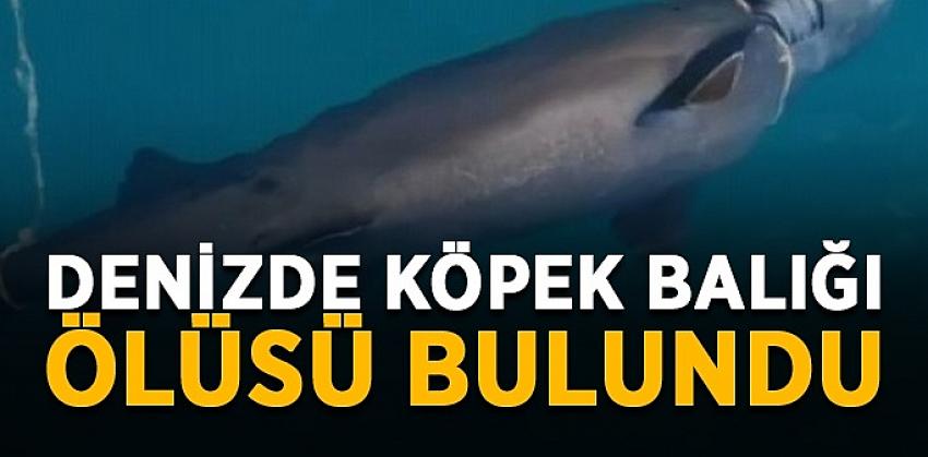 Bodrum’da sahile ölü köpek balığı vurdu
