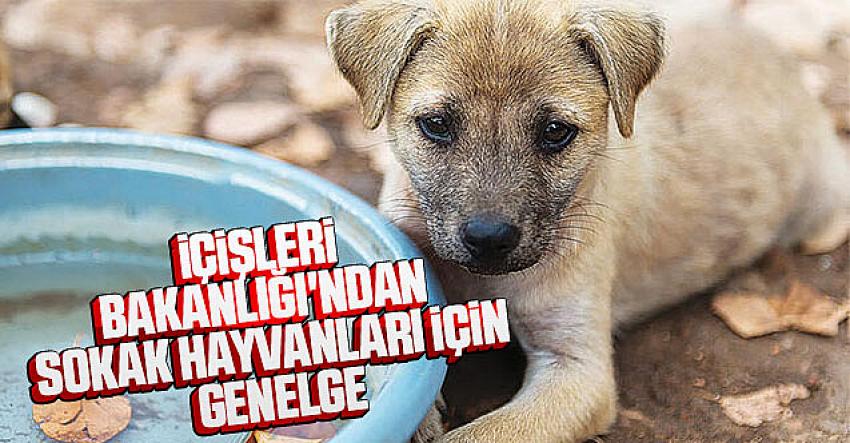 İçişleri Bakanlığı sokak hayvanları için 81 ilin valiliğine genelge gönderdi