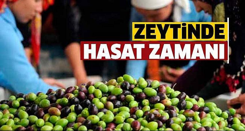 Turizm merkezinin 'yeşil altın'ında hasat zamanı