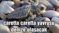 İztuzu Plajı'nda caretta caretta nöbeti