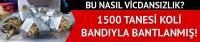 Koli bandına sarılı halde 1500 kaplumbağa bulundu