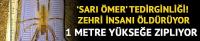 'Sarı Ömer' tedirginliği! Zehri insanı öldürüyor 