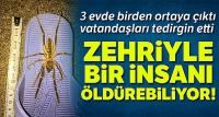 'Sarı Ömer' tedirginliği! Zehri insanı öldürüyor 