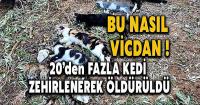 Bodrum'da 20'den fazla kedi zehirlenerek öldürüldü