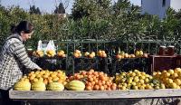 Bodrum'da Mandalina Hasat Festivali