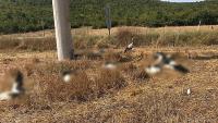 Tekirdağ'da toplu leylek ölümü