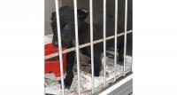 2 aylık yavru köpeğin kulaklarını kesip sokağa attılar
