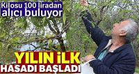 Yılın ilk hasadı çağlalar 100 liradan alıcı buluyor