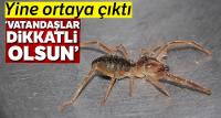 Et yiyen örümcek yine ortaya çıktı