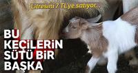 Bu keçilerin sütlerine büyük ilgi! 
