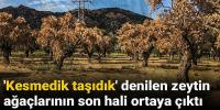 'Kesmedik taşıdık' denilen zeytin ağaçlarının son hali ortaya çıktı