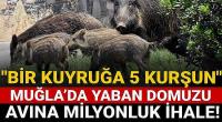 Muğla’da yaban domuzu avına milyonluk ihale! Bir de kampanya yaptılar!