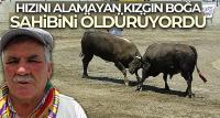 Hızını alamayan kızgın boğa sahibini öldürüyordu