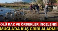 Muğla'da kuş gribi alarmı!