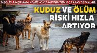 5 yılda 35 kişi hayvan hastalıklarından öldü