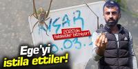 Çekirgeler Ege'yi istila etti