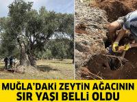 3 bin yıllık ağacın 'sır' yaşını nükleer fizikçiler ortaya çıkardı