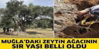 3 bin yıllık ağacın 'sır' yaşını nükleer fizikçiler ortaya çıkardı