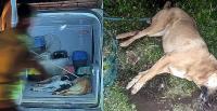 Bodrum'da gece yarısı kedi köpek katliamı