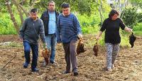 Bodrum'da Köpekler 100 tavuğu telef etti 